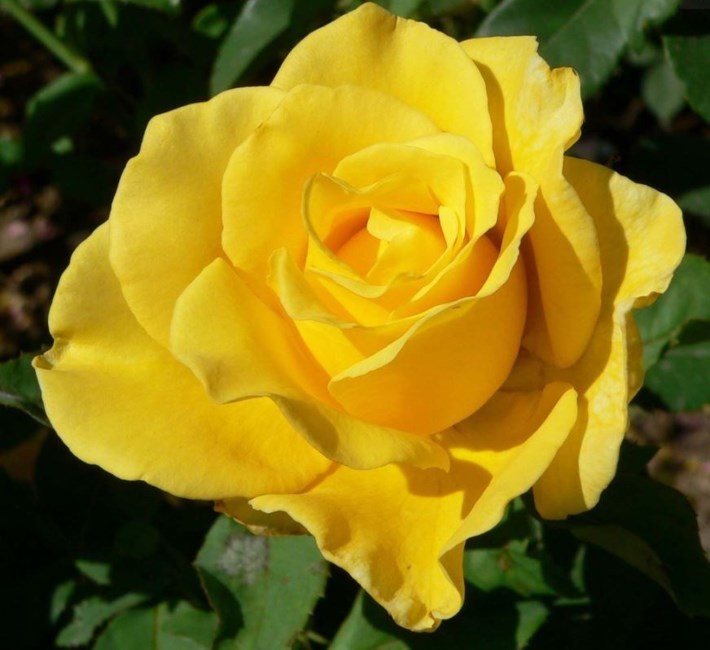 Obituary of Dolores Marie Raynor