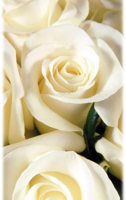 Obituary of Pauline A Kelly