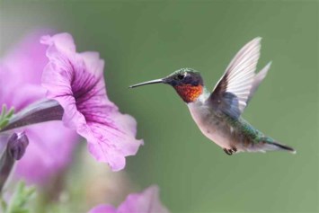 Obituary of Mary Frances Williamson