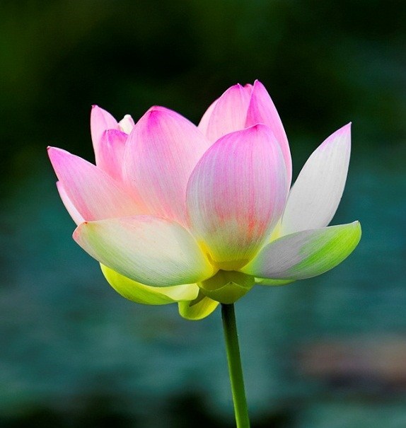 Obituario de Phien Van Ngo