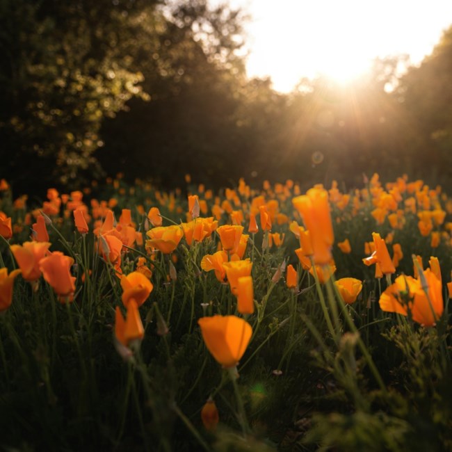 Obituary of Beth Melissa McDonald