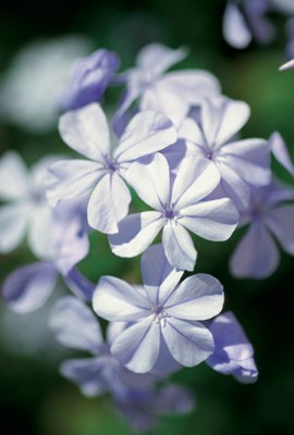 Margaret Hashimoto Obituary Torrance Ca
