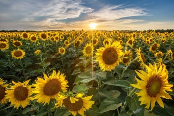 Obituary of Barbara Webster