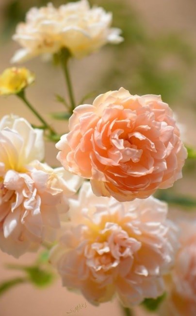 Obituary of Rita Marie Dressler