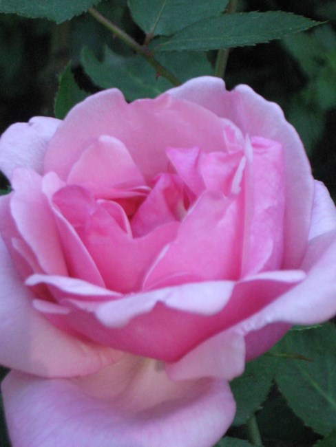 Salvatore Padavano Obituario Staten Island Ny