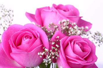 Obituary of Louise Cappelli