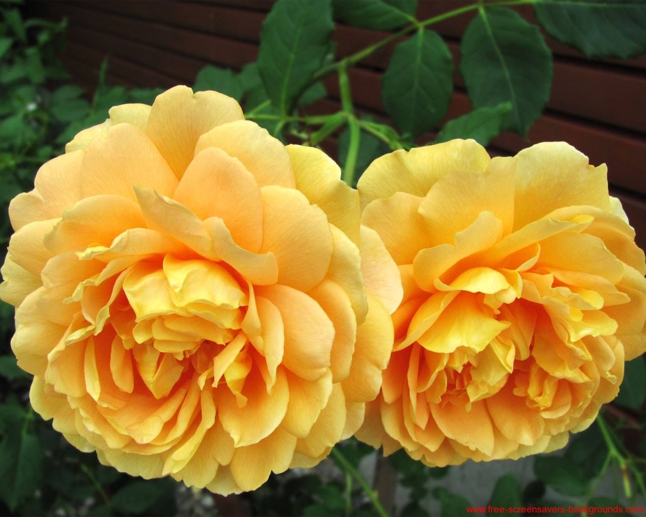 Obituary of Joan Ann Wisniewski