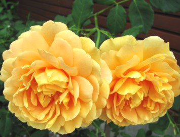 Obituario de Joan Ann Wisniewski