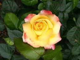 Obituary of Mary Louise Jenkins