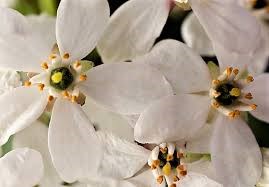 Obituary of Michelina Alongi