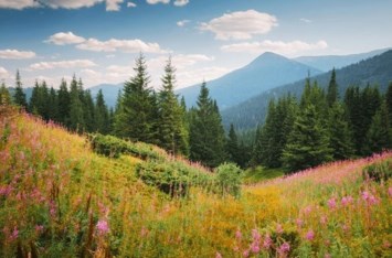 Avis de décès de Julie Dee Oliver