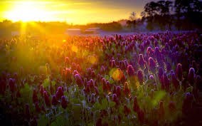 Obituary of Mary Emily Volpe