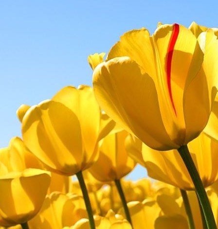 Obituary of Alexander Roy Janzen