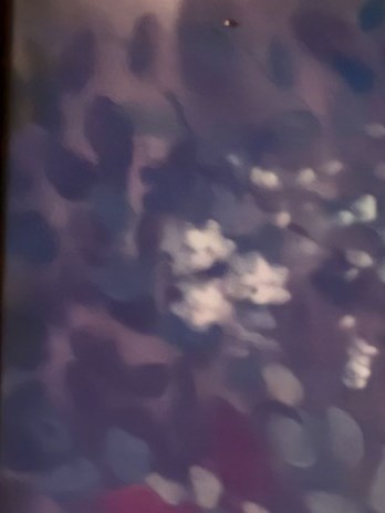 Maria Figueroa Obituary Bloomington, CA