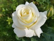Obituary of Antonio Gonzalez Montano