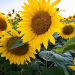 Obituary of Alice T. Pastore