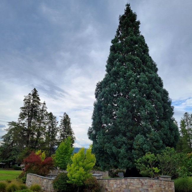 Obituary of Wilson Adrian Grubaugh