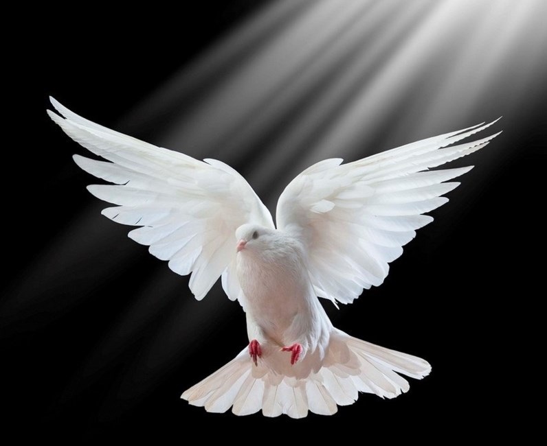 Obituary of William Enrique Vega