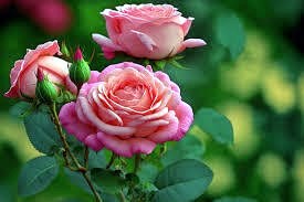 Obituary of Twyla Jean Lawson