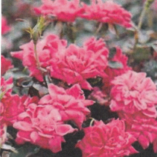 Obituary of Will Edna (Dootie) Ragland