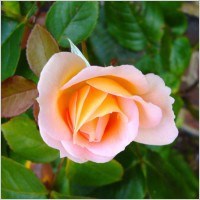 Obituary of Helene Marie Szalkowski Winton