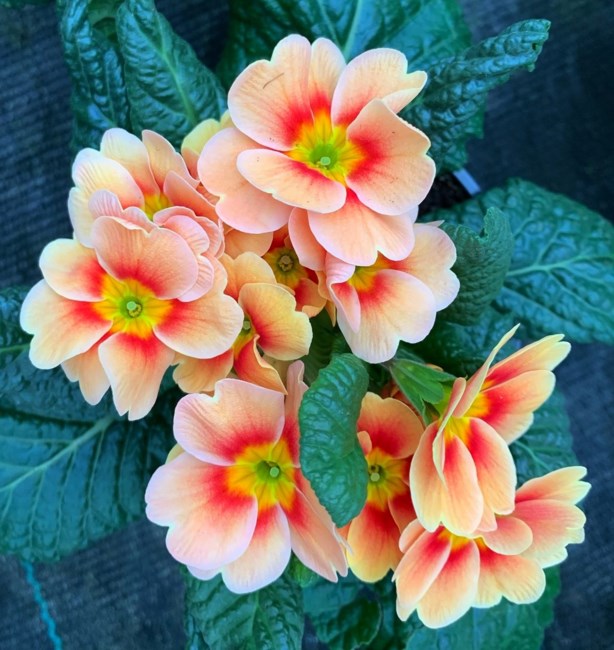 Obituary of Julia Ann Bundy