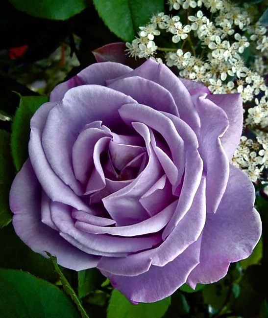 Obituary of Ever "Dot" Doxy Doswell