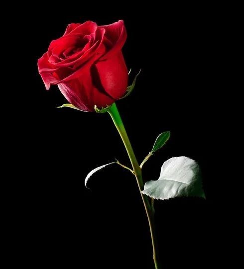 Obituary of Joseph Thomas Trevino