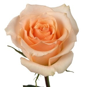 Obituario de Barbara Blaker Walters