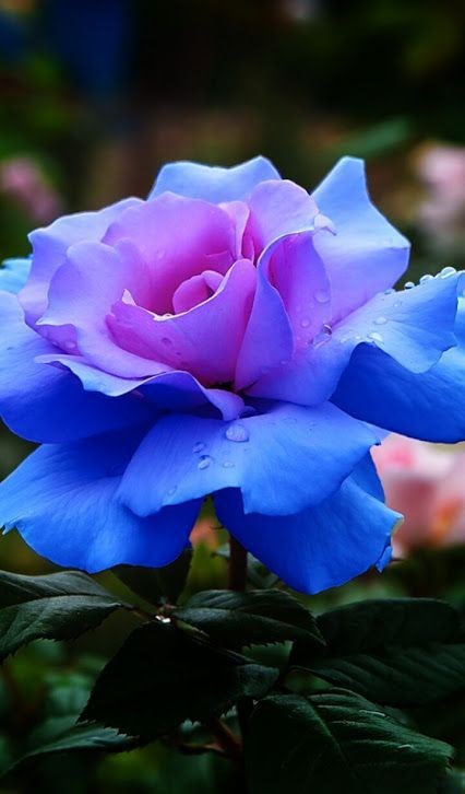 Obituary of Vicki Lynn Clowdus