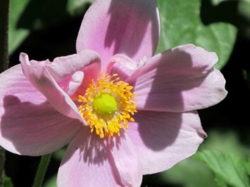 Obituary of Dorothy Dean Edgington