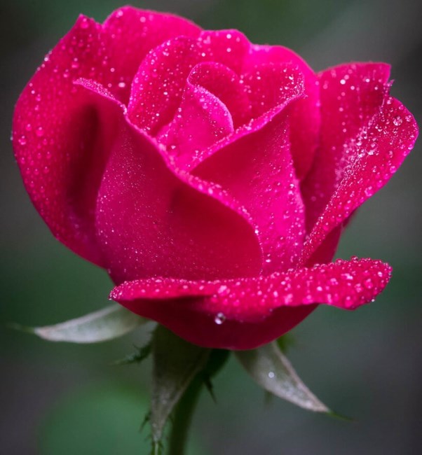 Obituary of Rebecca Jane Gray