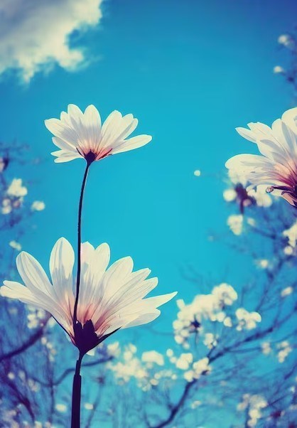 Obituary of Lucia B Craven