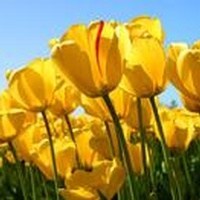 Obituary of Phyllis Elaine Trammell
