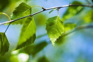 Obituary of Khalil Ladjevardi