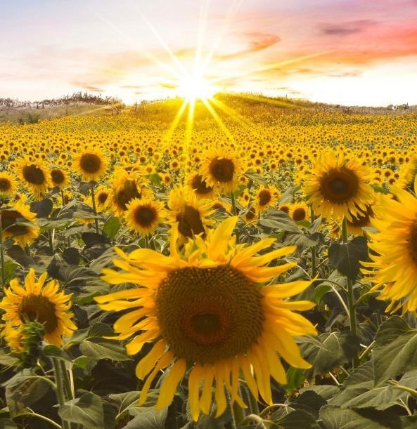 Obituary of Alvine Helen Sundin