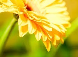 Avis de décès de Elizabeth Avila