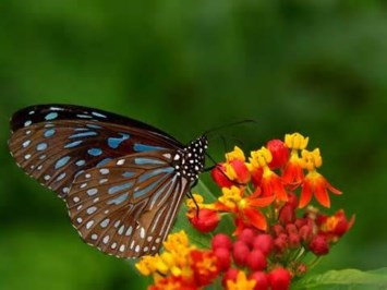 Obituario de Amy Lee Byrd