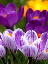 Obituary of Shirley Fern Hampton