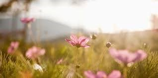 Obituary of Barbara A. Wolf