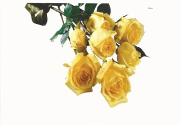 Obituary of Ann Franks Lancaster