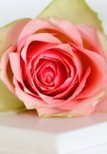 Obituary of Virginia "Ginny" Carey