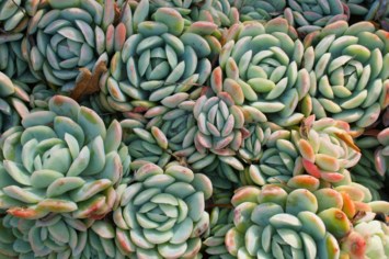 Obituary of Michael Clinton Repp