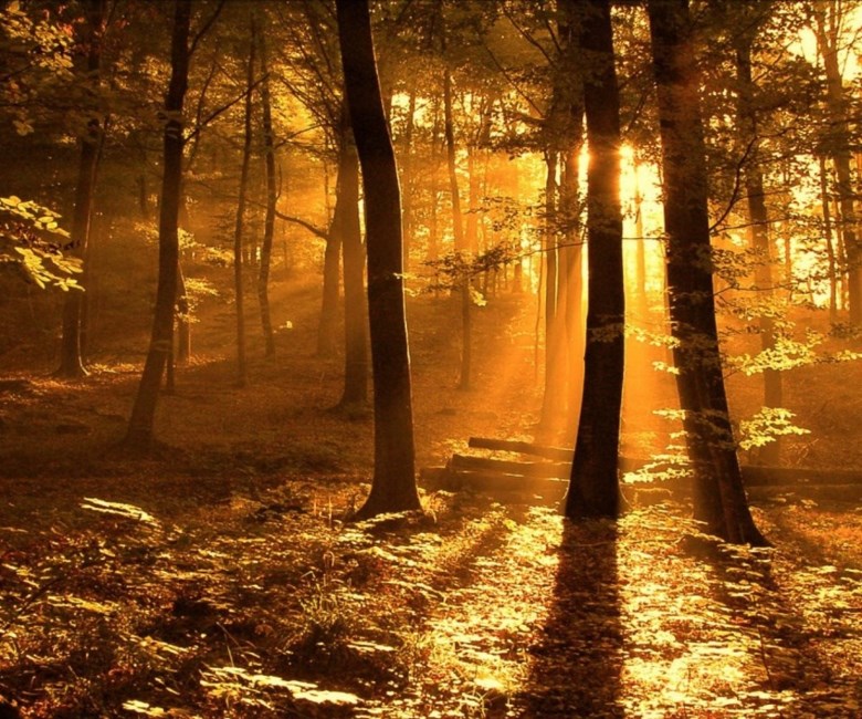 Obituary of Ruth Ethel Gray