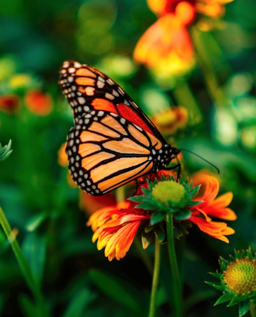 Obituary of Jane Sather