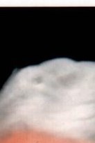 Michael Vincent Young Obituary Thornton, CO