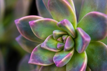 Obituary of Frank Willie Wells