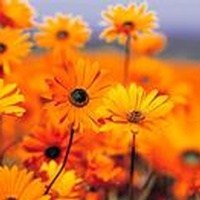 Obituary of Billy Ray Lamb
