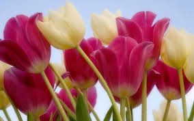 Obituary of Joann Albano