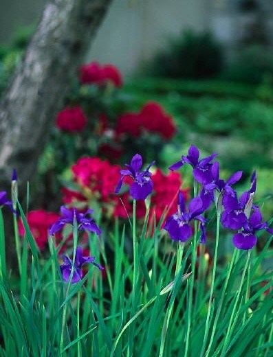 Obituary of Helen Merle Fulton Sciple